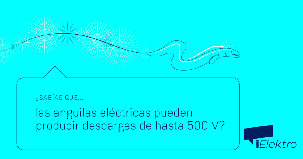 ¿Sabías que las anguilas eléctricas pueden producir descargas de hasta 500 V?