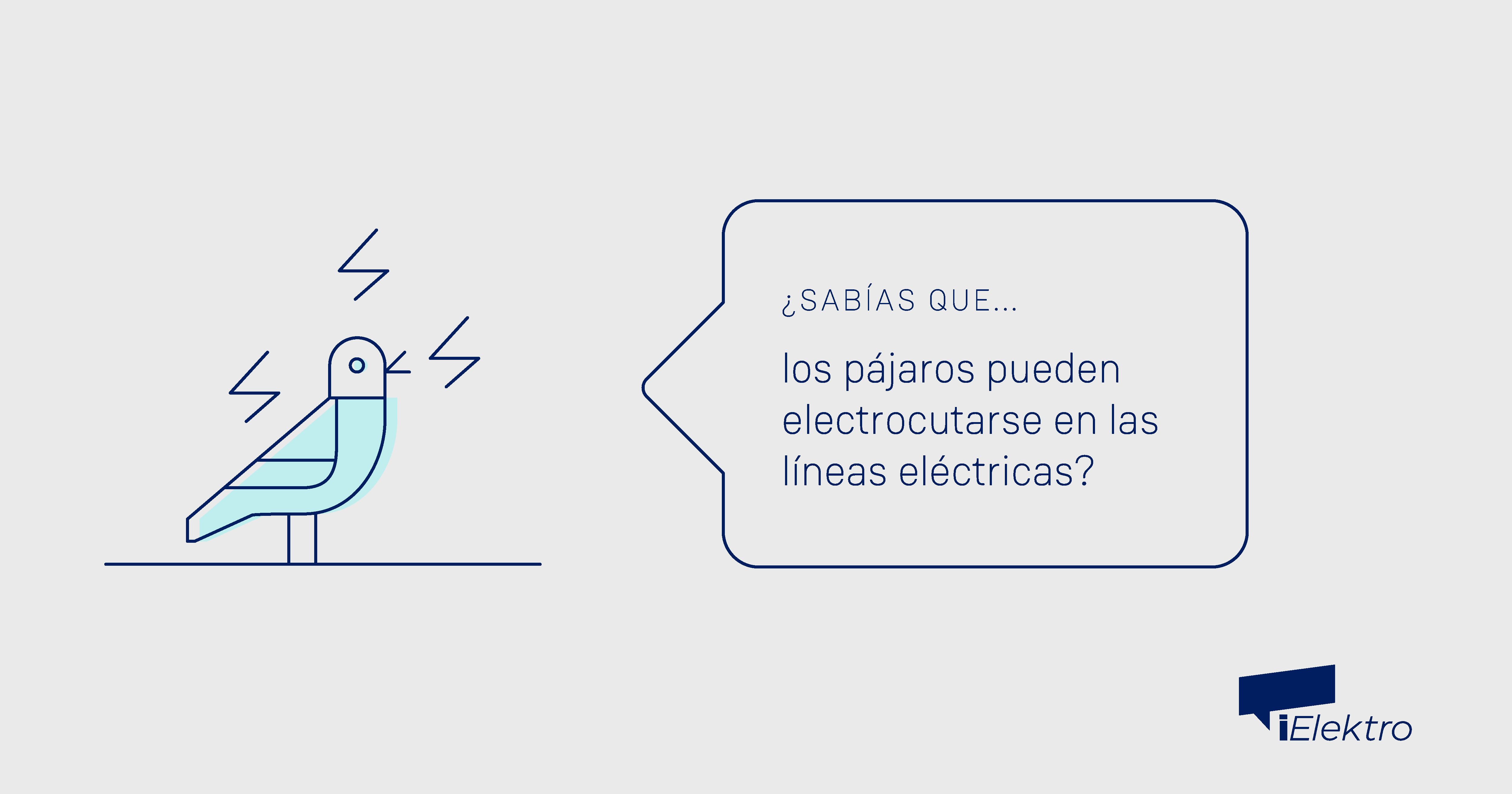 Los P Jaros Pueden Electrocutarse En Las L Neas El Ctricas